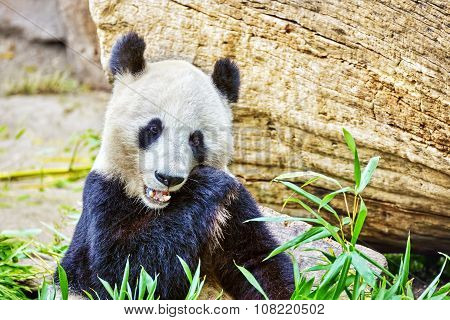 Cute Bear Panda Actively Chew A Green Bamboo Sprout.