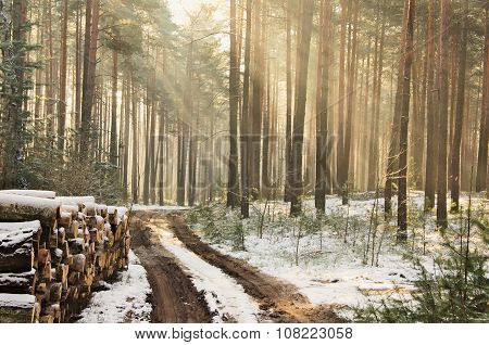 Forest in winter.