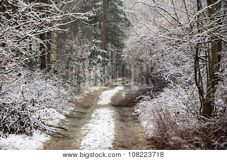 Forest in winter.