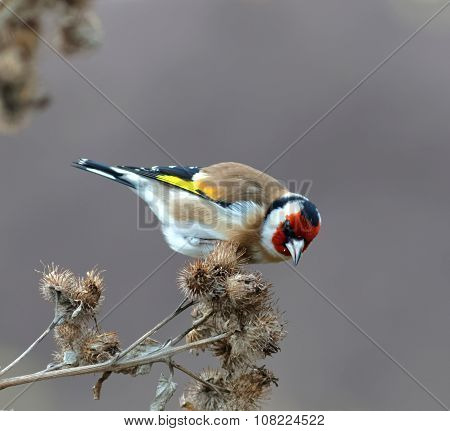 Goldfinch Eating Bur