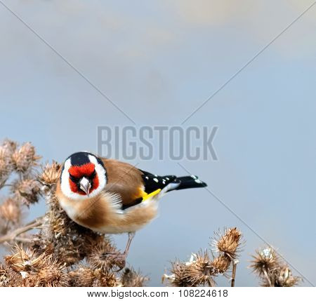 Goldfinch Staring