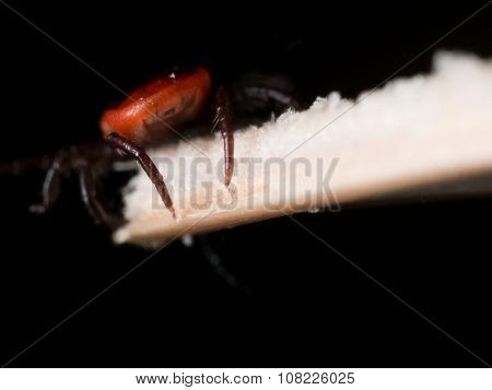 Close Up Macro Of Deer Tick Crawling On Straw