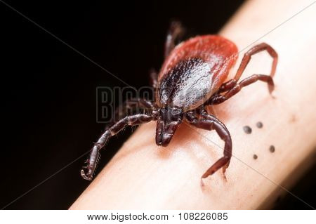 Close Up Macro Of Deer Tick Crawling On Straw