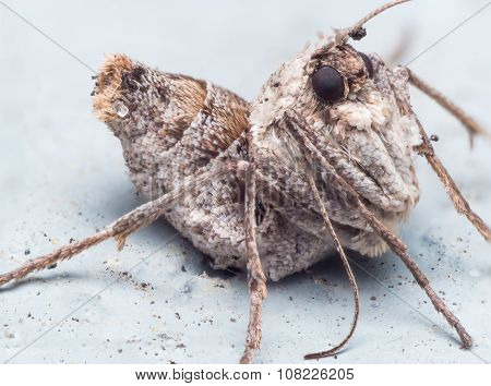 Close Up Portrait Of Wingless Female Fall Cankerworm Moth On Blue Surface