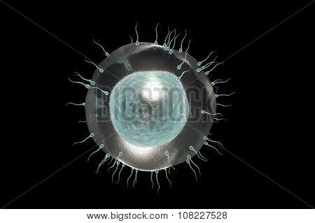 Human Sperm Approaching Human Egg. 3D Render