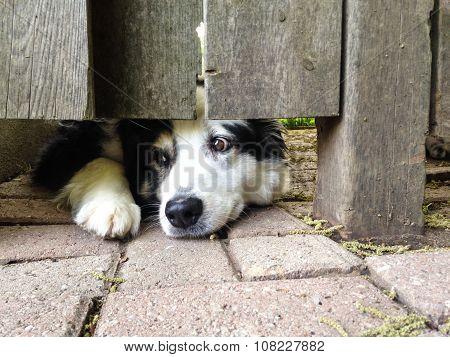 Pup Under The Fence