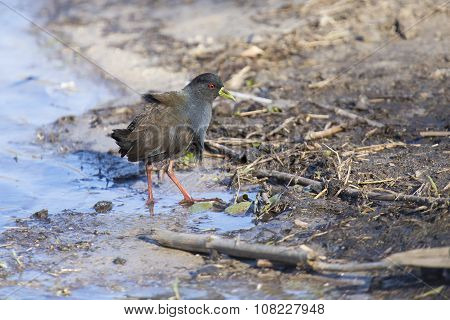 Black Crake Walking Along The Edge Of A Pond Searching Insects