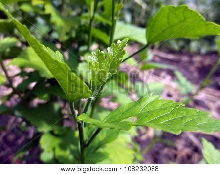 Flower tree