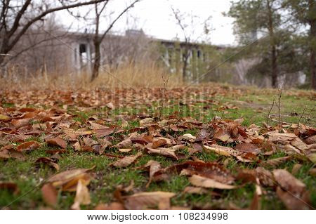 Autumn Cover