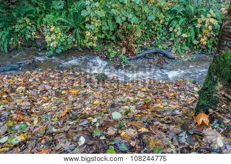 Stream At Seahurst Park