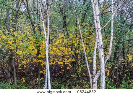 Aspen Trees At Seahurst Park