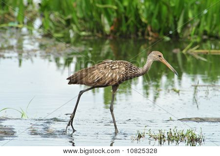 Limpkin