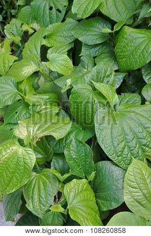 Kadok or piper sarmentosum in the nursery garden