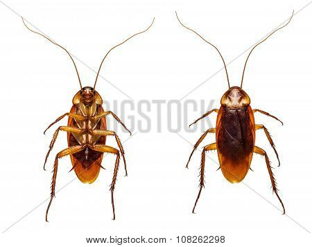 Cockroach