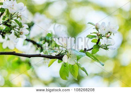 spring tree