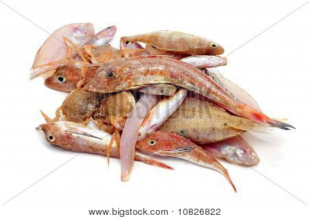 魚