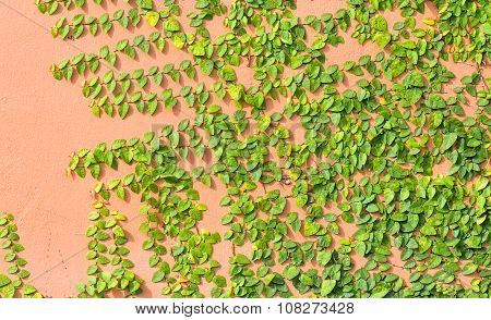 Climbing Ficus Pumila On Red Or Orange Wall