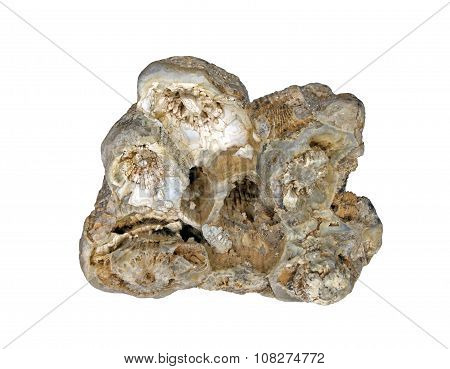 A beautiful fossilized hexacorallia in quartz