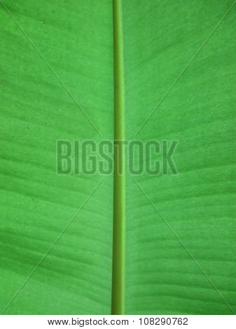 closeup of banana leaf texture, green and fresh, in a park