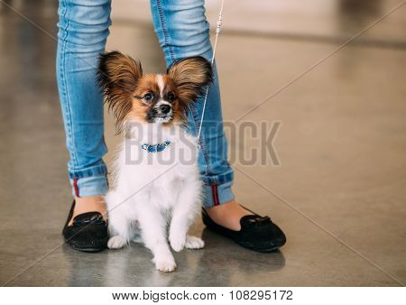The Papillon dog also called the Continental Toy Spaniel, is a b