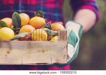 Box Of The Tangerine In The Hands Of A Man In A Plaid Shirt