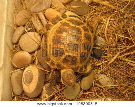 Turtle overland