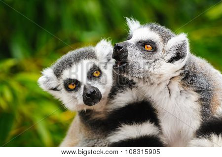 Portrait Of Two Adult Lemurs Katta (lemur Catta)