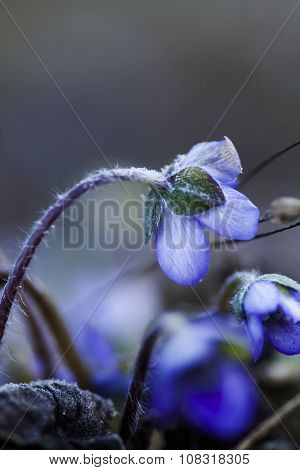hepatica nobilis