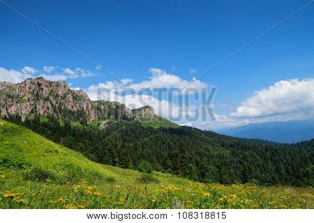 Mountain Meadow And Forest