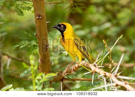 A male brightly coloured buffalo weaver perched in a tree