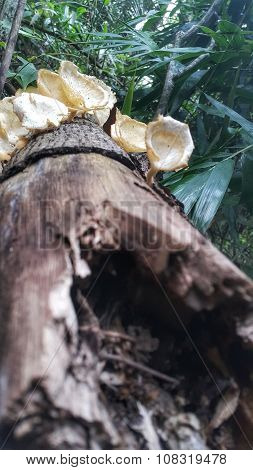 Mushrooms on a Wood