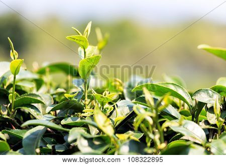 Green Tea Leaves