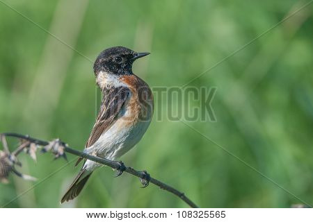Male Europian Stonechat