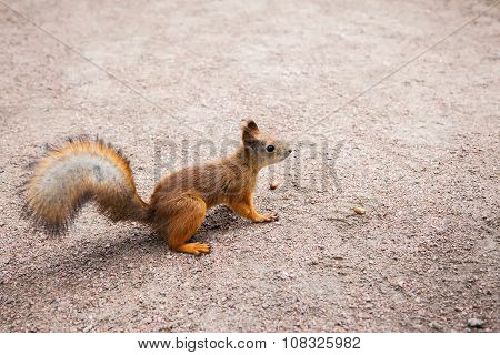 Small Red Squirrel With Peanuts
