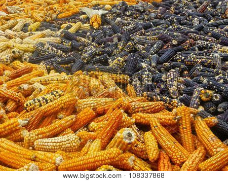 Yellow and Black Indian Corn drying in the sun