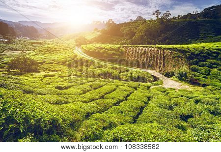Tea plantation in Cameron highlands, Malaysia