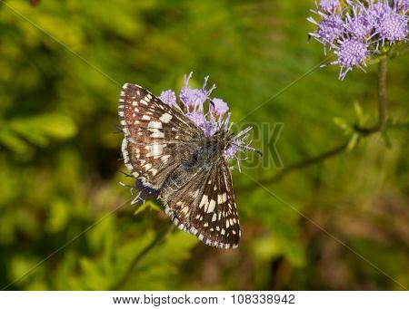 Common Checkered Skipper