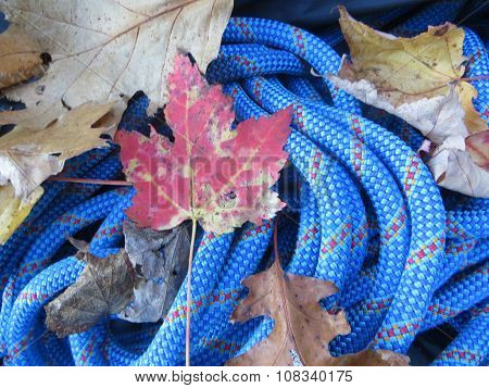 blue rock climbing rope with fall leaves