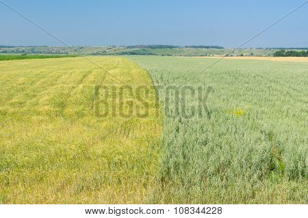 Fields with cereal crops in central Ukraine at early summer