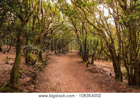 Laurel Forest