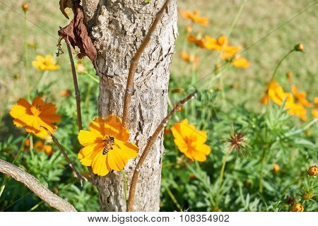 Bee Collect Pollen From Yellow Flower