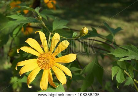 Tree Marigold Bloom In Garden