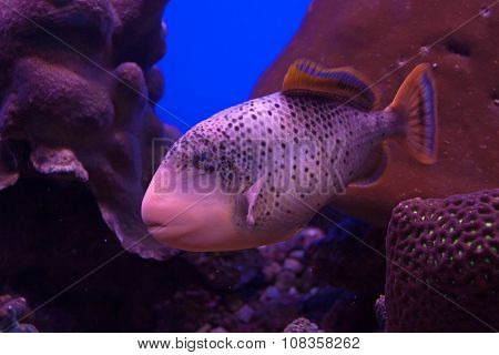 Yellowmargin Triggerfish