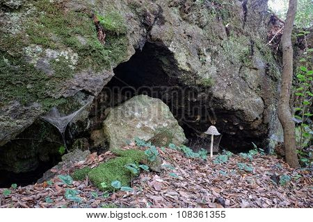 mushroom with bell-shaped hat in a deciduous forest of Etna National Park, Sicily 