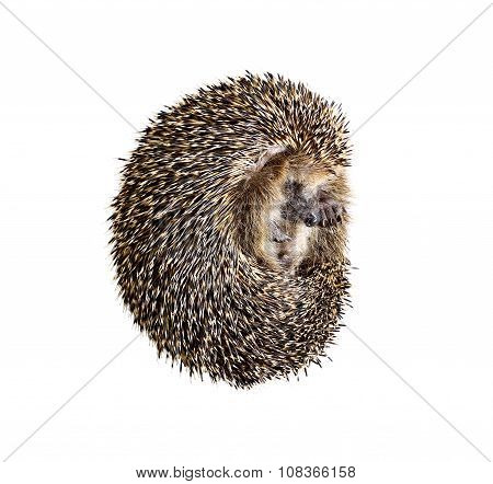 Forest Wild Hedgehog Isolated