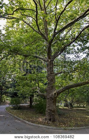 Green tree sycamore (Acer pseudoplatanus) in the park with fresh forest and path