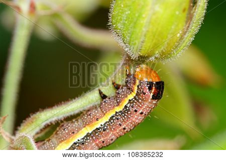 Brown Caterpillar With Ellow Stripe On A Flower
