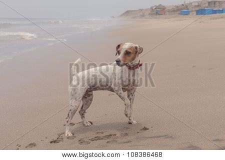 Jack Russell Terrier Dog