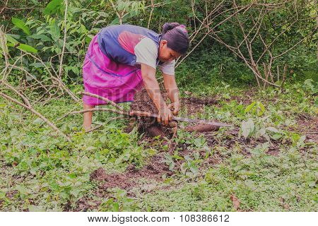 Indigenous Woman Cutting Yucca From The Garden