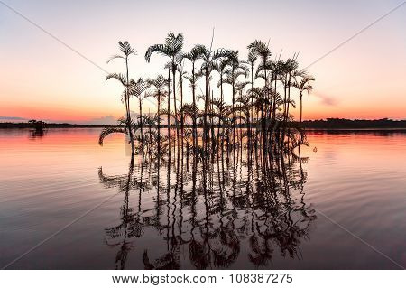 Palm Trees, Cuyabeno Wildlife Reserve, Ecuador